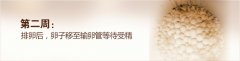 怀孕第2周