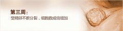 怀孕第3周