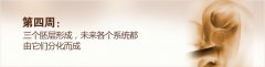 怀孕第4周